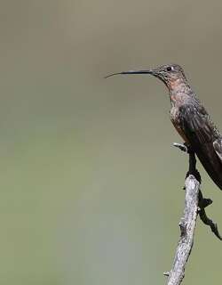 巨蜂鸟 / Giant Hummingbird / Patagona gigas