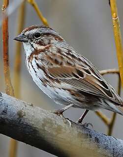 歌带鹀 / Song Sparrow / Melospiza melodia