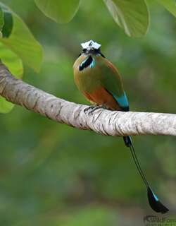 绿眉翠鴗 / Turquoise-browed Motmot / Eumomota superciliosa