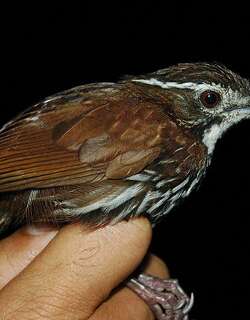 条纹地鹛 / Striated Wren-Babbler / Ptilocichla mindanensis
