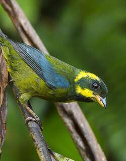 金环唐纳雀 / Gold-ringed Tanager / Bangsia aureocincta