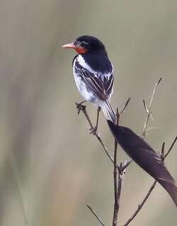 异尾霸鹟 / Strange-tailed Tyrant / Alectrurus risora