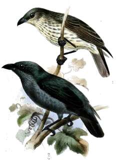 塔宁辉椋鸟 / Tanimbar Starling / Aplonis crassa