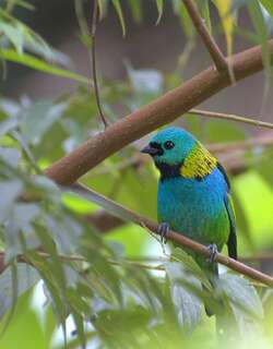 绿头唐加拉雀 / Green-headed Tanager / Tangara seledon