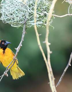 黑脸织雀 / Lesser Masked Weaver / Ploceus intermedius