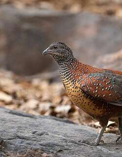 彩鸡鹑 / Painted Spurfowl / Galloperdix lunulata