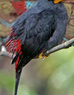 雀嘴八哥 / Grosbeak Starling / Scissirostrum dubium