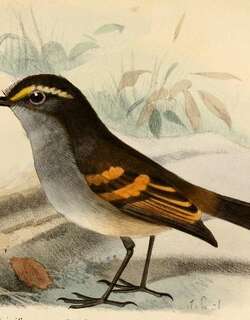 金眉唧霸鹟 / Golden-browed Chat-Tyrant / Silvicultrix pulchella