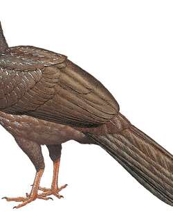 红脸冠雉 / Red-faced Guan / Penelope dabbenei