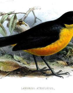黄胸黑鵙 / Yellow-breasted Boubou / Laniarius atroflavus