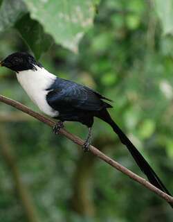 白颈鹊椋鸟 / White-necked Myna / Streptocitta albicollis