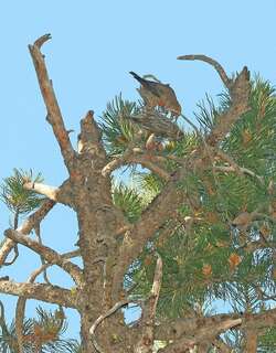喀细亚交嘴雀 / Cassia Crossbill / Loxia sinesciuris
