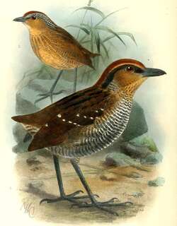 棕冠蚁鸫 / Rufous-crowned Antpitta / Pittasoma rufopileatum
