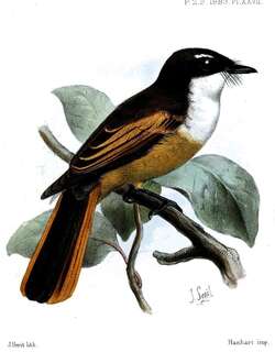 栗尾扇尾鹟 / Cinnamon-tailed Fantail / Rhipidura fuscorufa