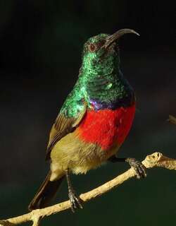 大双领花蜜鸟 / Greater Double-collared Sunbird / Cinnyris afer