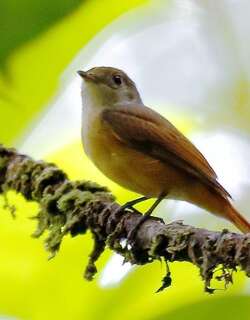 栗红霸鹟 / Cinnamon Neopipo / Neopipo cinnamomea