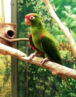红额鹦哥 / Scarlet-fronted Parakeet / Psittacara wagleri