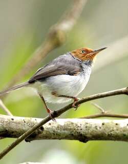 灰缝叶莺 / Ashy Tailorbird / Orthotomus ruficeps