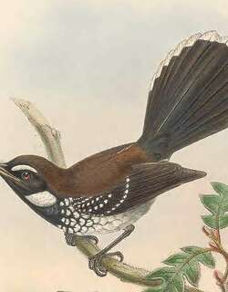 白胸扇尾鹟 / White-bellied Thicket Fantail / Rhipidura leucothorax