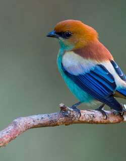 栗背唐加拉雀 / Chestnut-backed Tanager / Stilpnia preciosa