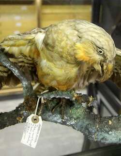 诺福克啄羊鹦鹉 / Norfolk Kaka / Nestor productus