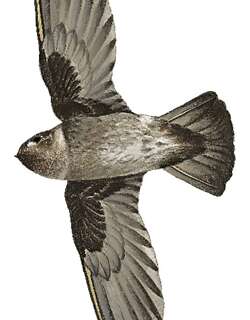 侏金丝燕 / Pygmy Swiftlet / Collocalia troglodytes