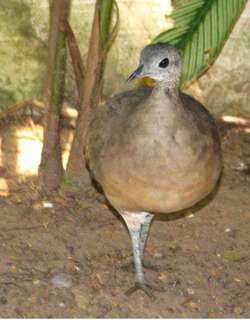 白喉䳍 / White-throated Tinamou / Tinamus guttatus