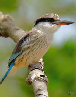 斑纹翡翠 / Striped Kingfisher / Halcyon chelicuti