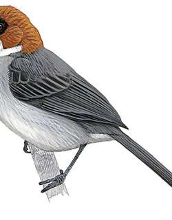 圣河薮雀 / Apurimac Brushfinch / Atlapetes forbesi