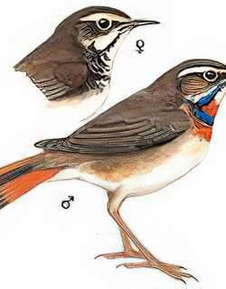 蓝喉歌鸲[蓝点颏] / Bluethroat