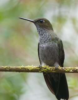 苍蓬腿蜂鸟 / Hoary Puffleg / Haplophaedia lugens