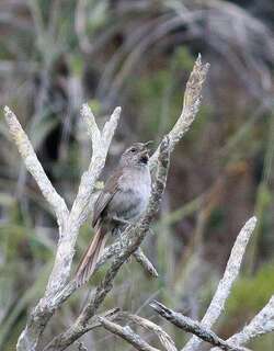 西波卡纳灶鸟 / Cipo Canastero / Asthenes luizae