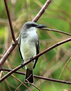 灰王霸鹟 / Grey Kingbird / Tyrannus dominicensis