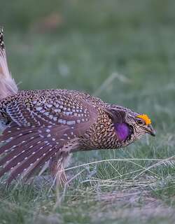 尖尾松鸡 / Sharp-tailed Grouse / Tympanuchus phasianellus