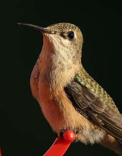 星蜂鸟 / Calliope Hummingbird / Selasphorus calliope
