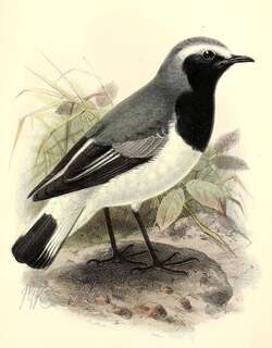 索马里䳭 / Somali Wheatear / Oenanthe phillipsi