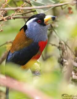 巨嘴拟䴕 / Toucan Barbet / Semnornis ramphastinus