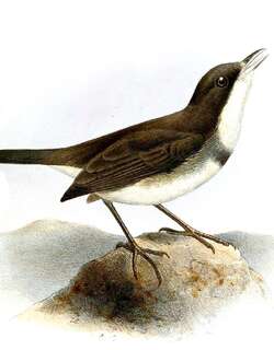 多氏仙鹟 / Dohrn’s Warbler / Sylvia dohrni