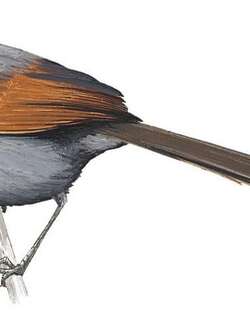 阿波针尾雀 / Apurimac Spinetail / Synallaxis courseni