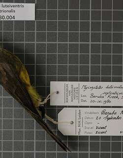 暗胸短嘴霸鹟 / Dusky-chested Flycatcher / Myiozetetes luteiventris