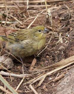 特岛雀 / Inaccessible Island Finch / Nesospiza acunhae