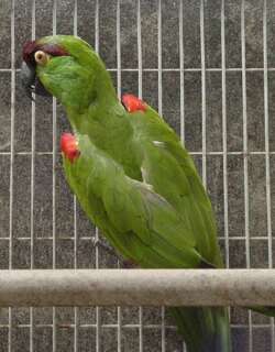 暗红额鹦哥 / Maroon-fronted Parrot / Rhynchopsitta terrisi