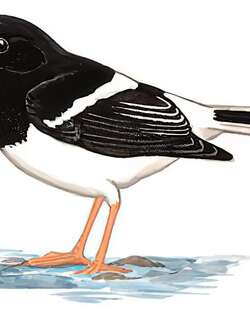 小燕尾 / Little Forktail / Enicurus scouleri