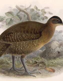 高原林䳍 / Highland Tinamou / Nothocercus bonapartei