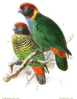 彩鹦鹉 / Painted Tiger Parrot / Psittacella picta