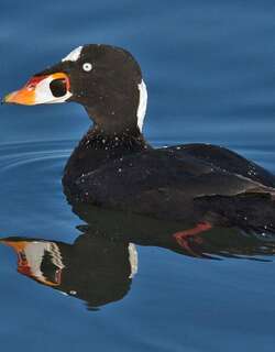斑头海番鸭 / Surf Scoter / Melanitta perspicillata
