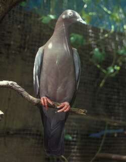 纯色鸽 / Plain Pigeon / Patagioenas inornata