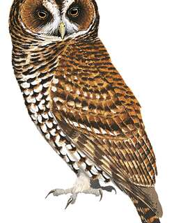 棕斑叫鸮 / Rufous-banded Owl / Strix albitarsis