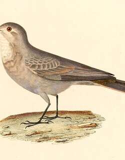 灰掘穴雀 / Greyish Miner / Geositta maritima