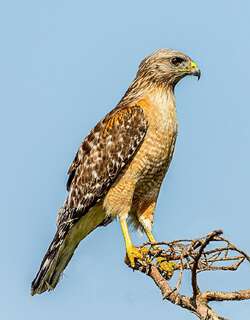 赤肩鵟 / Red-shouldered Hawk / Buteo lineatus